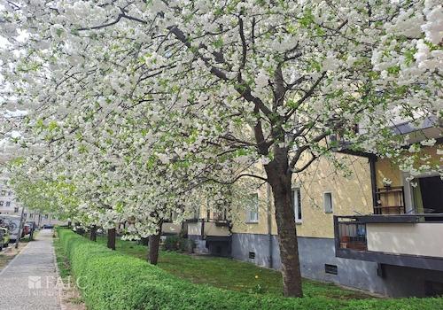 Außenansicht zur Kirschblütenzeit