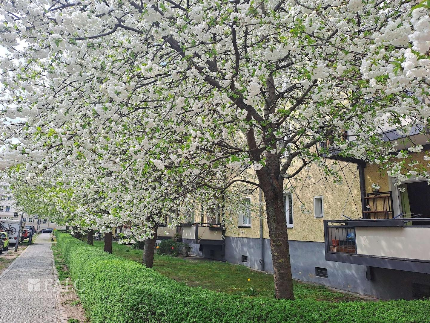 Außenansicht zur Kirschblütenzeit