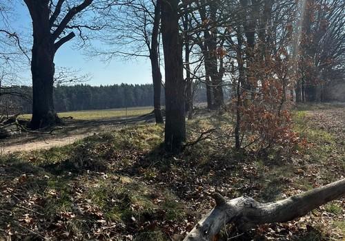Wald in unmittelbarer Nähe