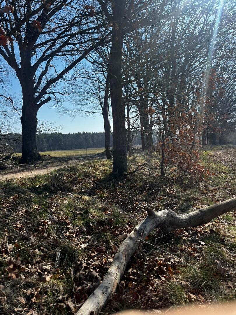 Wald in unmittelbarer Nähe