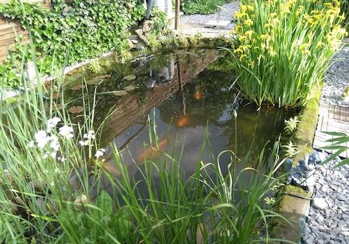 Teich mit großen Kois