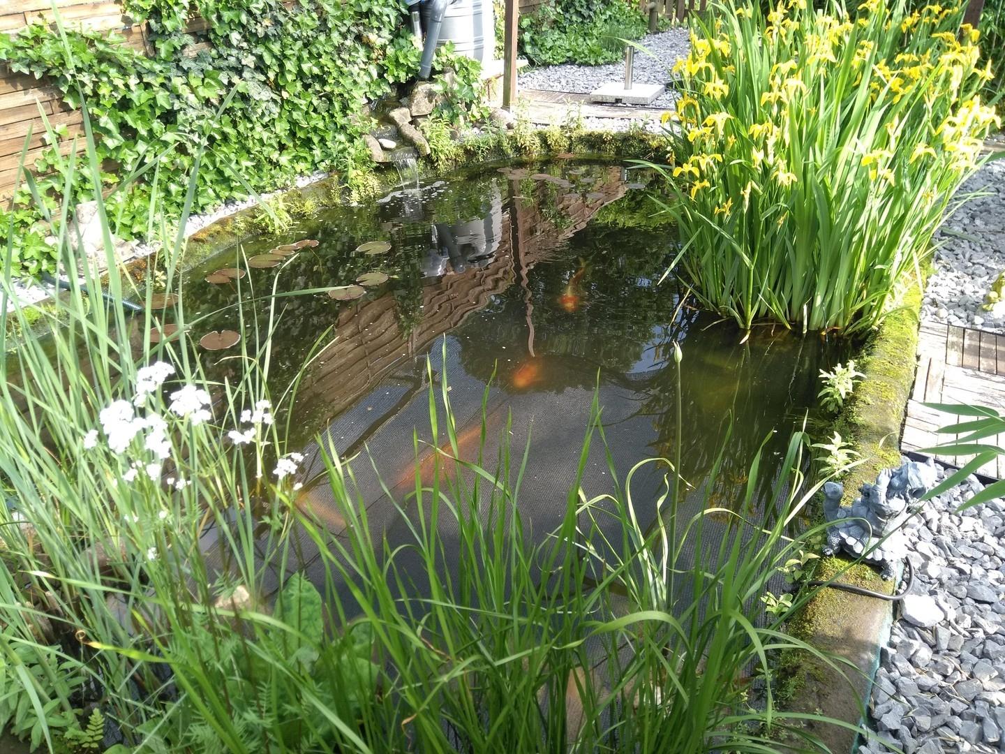 Teich mit großen Kois