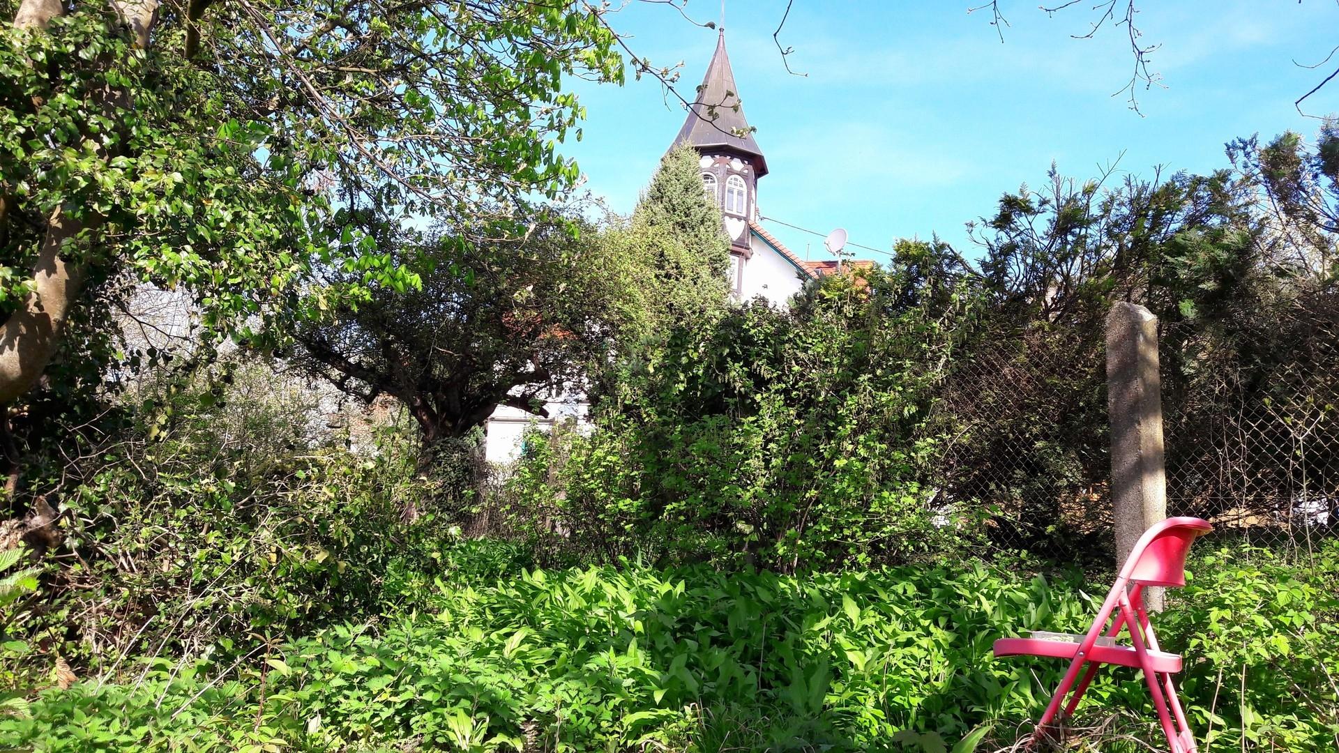 Bärlauchfeld im Garten
