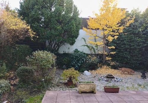 Garten / Gingkobaum im Herbst