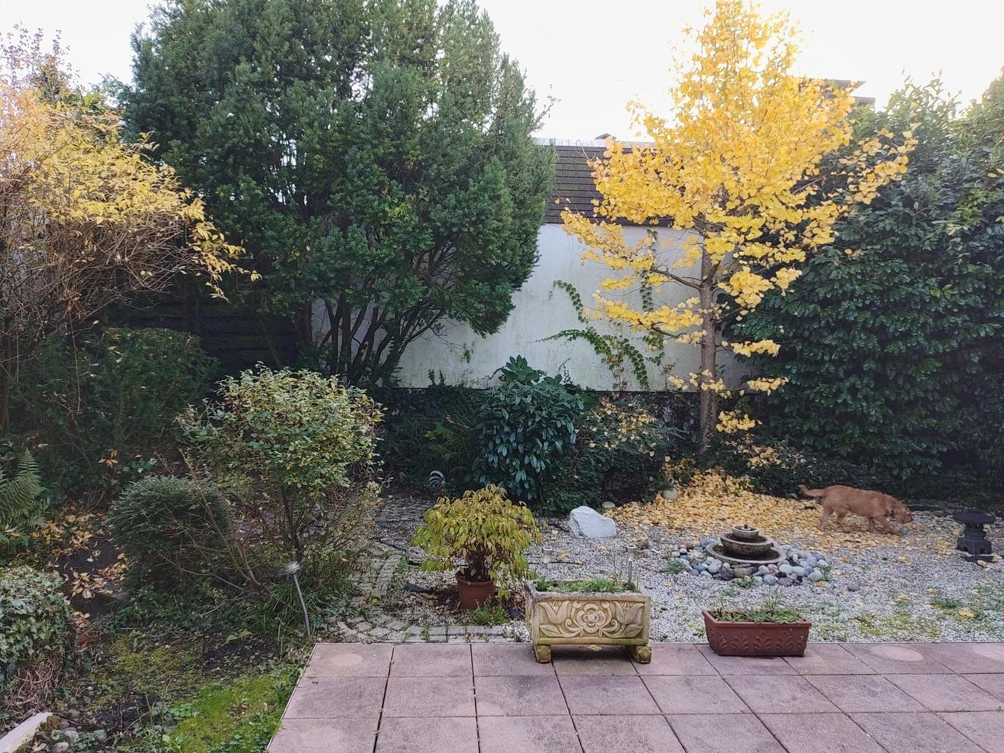 Garten / Gingkobaum im Herbst