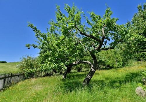 Obstwiese
