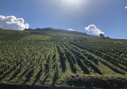 Rebhang und Schwarzwald