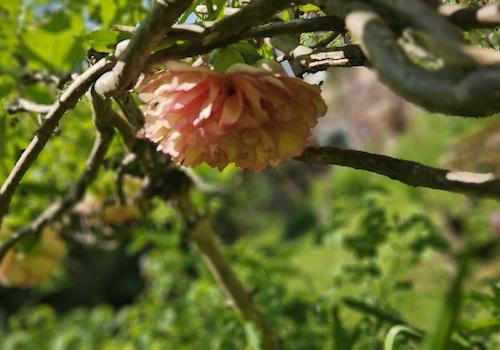 Besondere blühende Sträucher