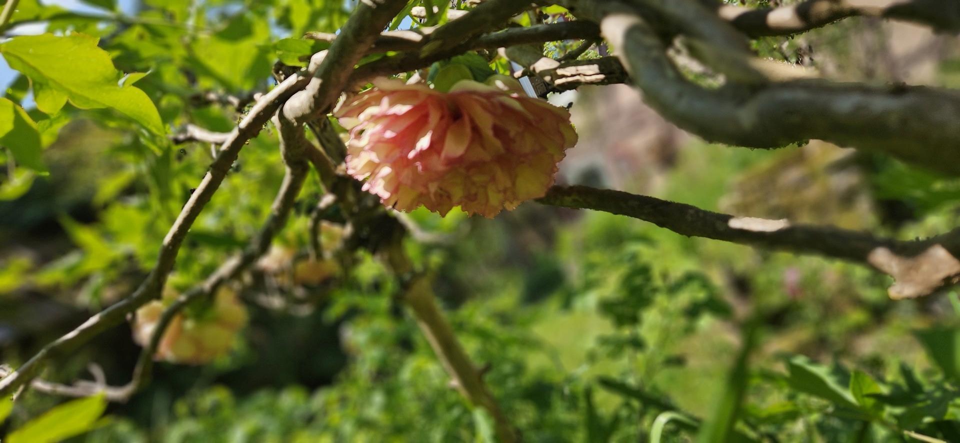 Besondere blühende Sträucher