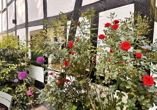 Pflanz-Beete Caféseite