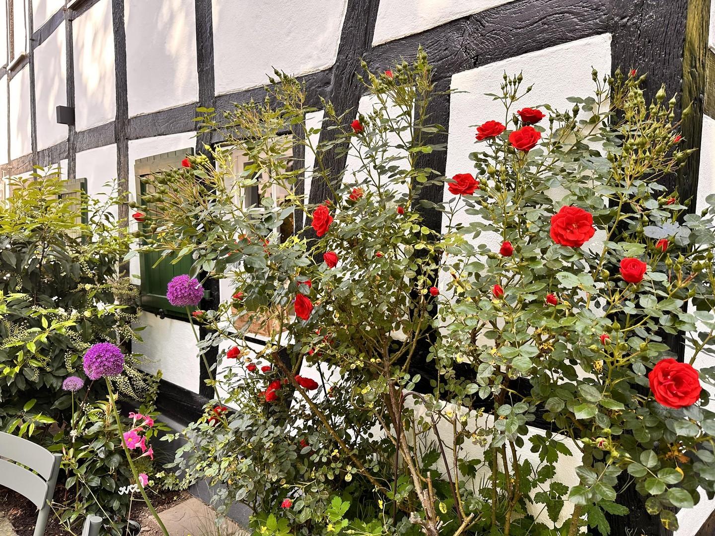 Pflanz-Beete Caféseite