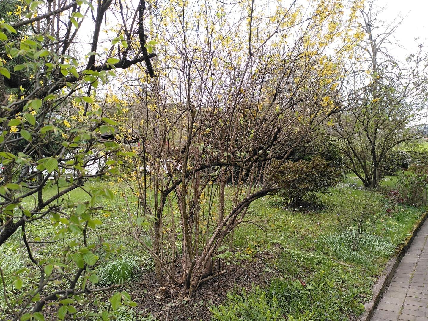 Bepflanzung vorm Haus