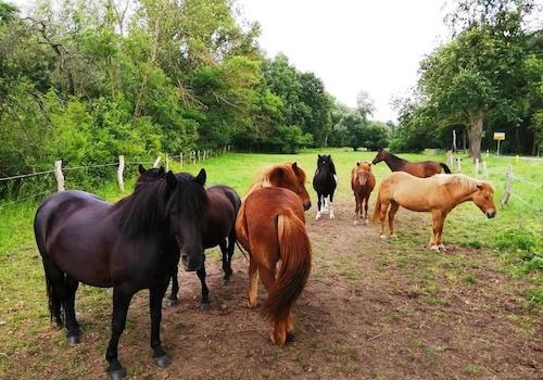 Pferdekoppel am Grundstück