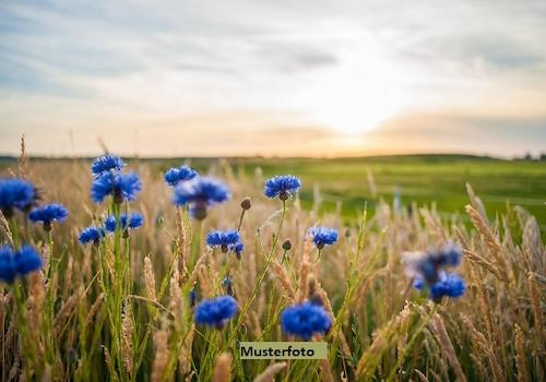 Keine Originalbilder