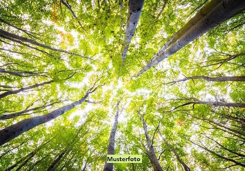 Keine Originalbilder