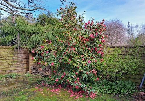 Kamelie in voller Blüte