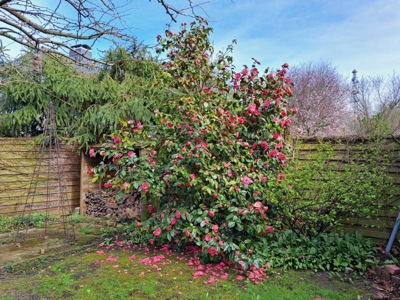 Kamelie in voller Blüte