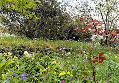 Bepflanzung vorm Haus