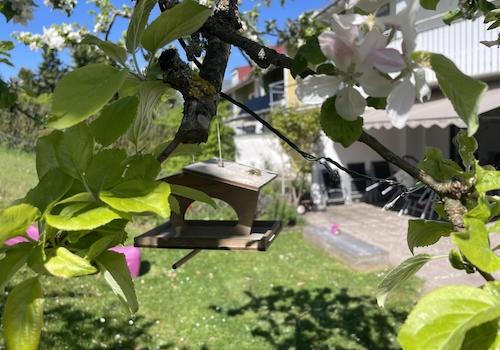 Apfelbaum mit Vogelhaus