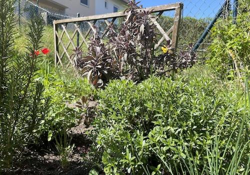 Kräuterbeet an der Terrasse