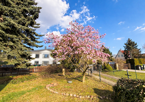 wunderschöner Magnolienbaum