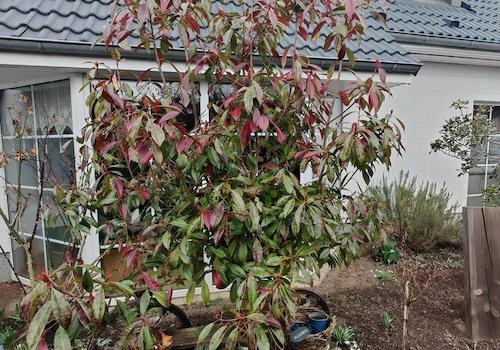 Blumenbeet vorm WZ-Fenster