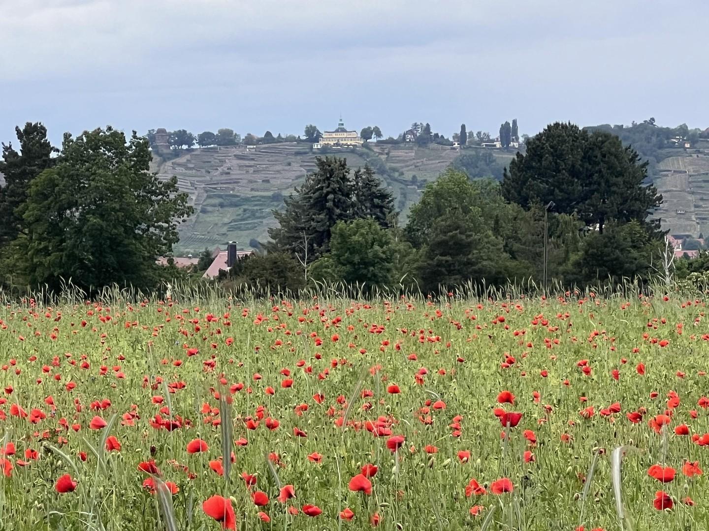 Blick aufs Spitzhaus Radebeul
