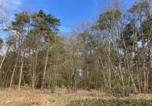 Direkt angrenzendes Waldgebiet