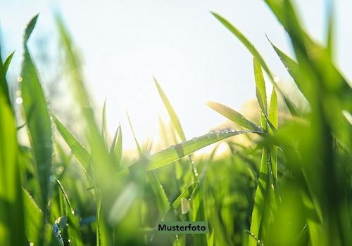 Keine Originalbilder