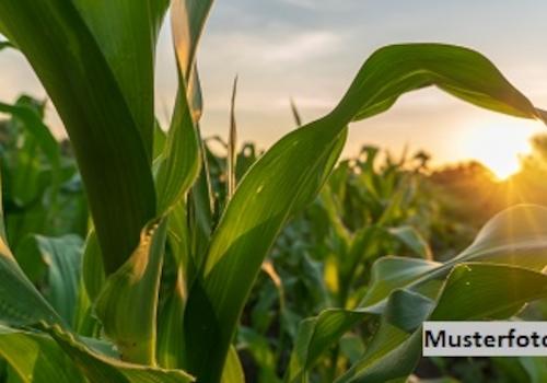 Keine Originalbilder