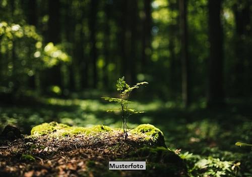 Keine Originalbilder