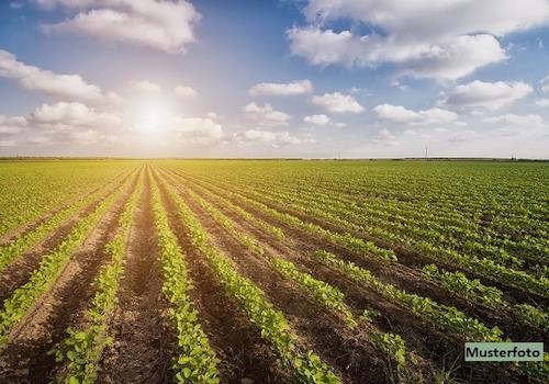 Keine Originalbilder