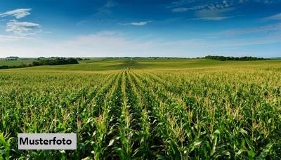 Keine Originalbilder