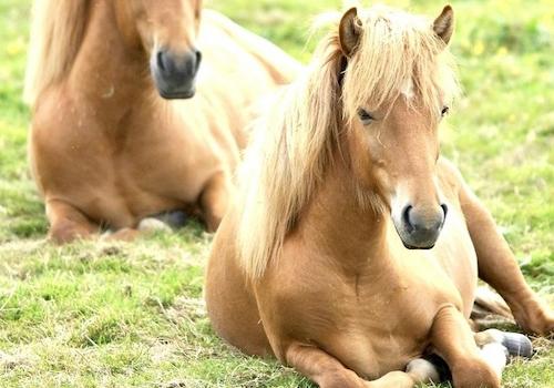 Reiterhof vor der Tür