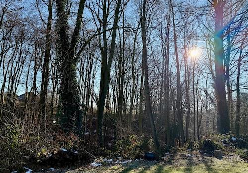 Waldstück als Nachbar