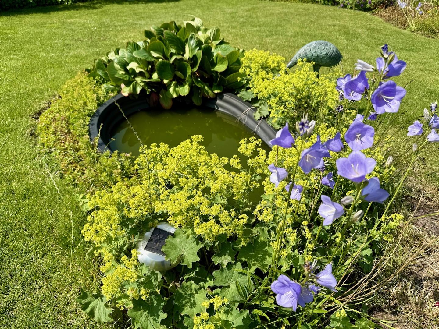 Kleiner Teich Garten