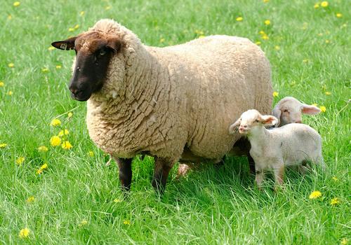 Grundstück Fröndenberg - Gebrauch als Weideplatz
