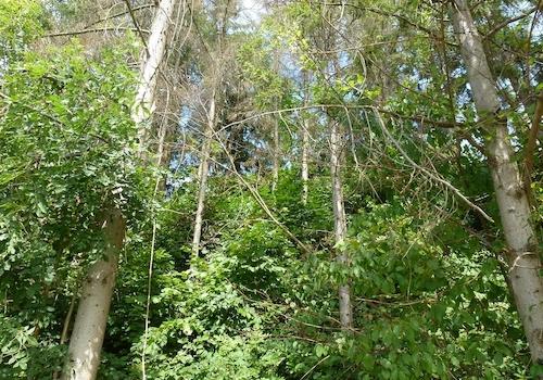 Grundstück Menden-Asbeck