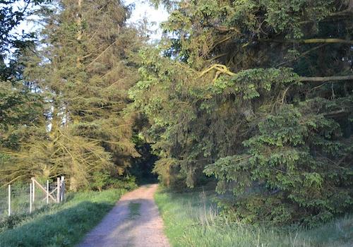 Waldweg vor der Tür