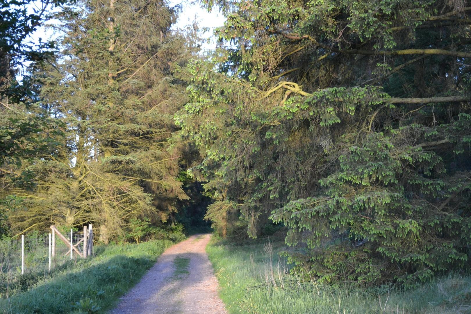 Waldweg vor der Tür
