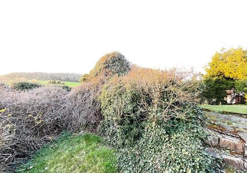 Vogelparadies "Alter Bunker"