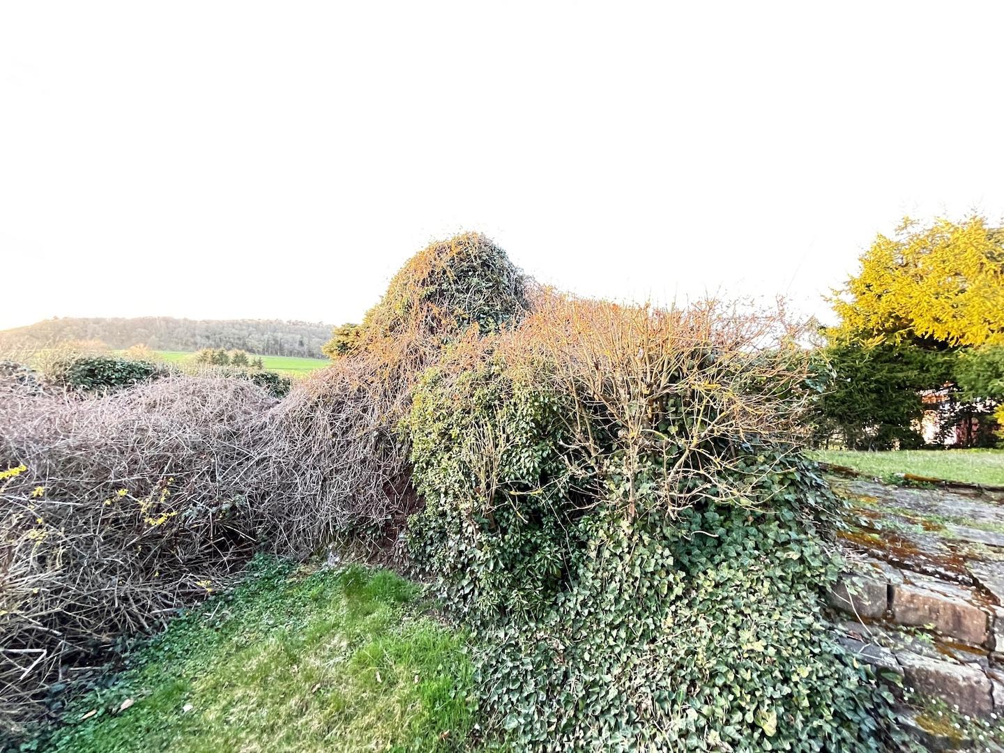 Vogelparadies "Alter Bunker"