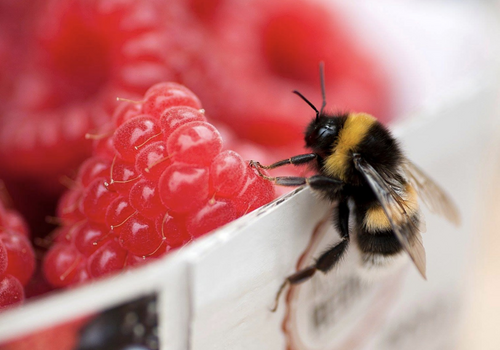 "Obsthof Busch" wohnungsnah
