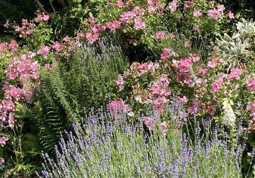 Lavendel u.Rosen Groß