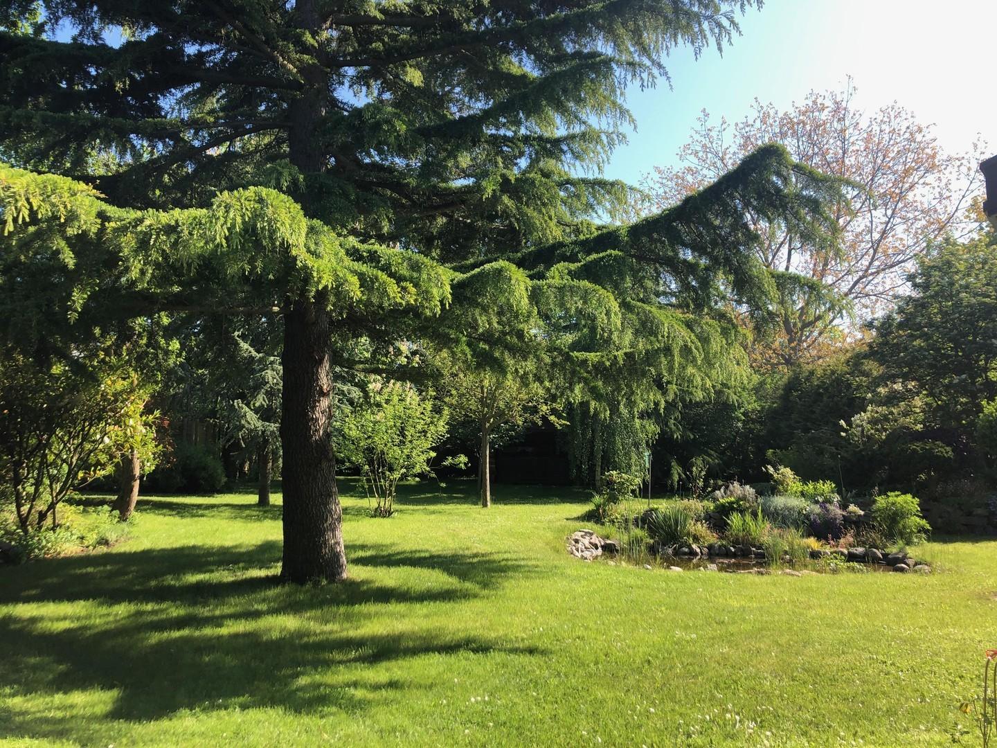Garten mit wertvollen Bäumen