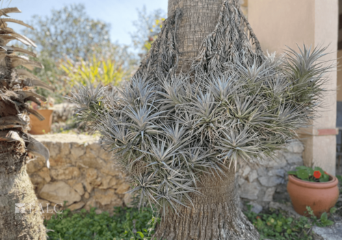 Luftpflanzen an Palmenstamm im Garten