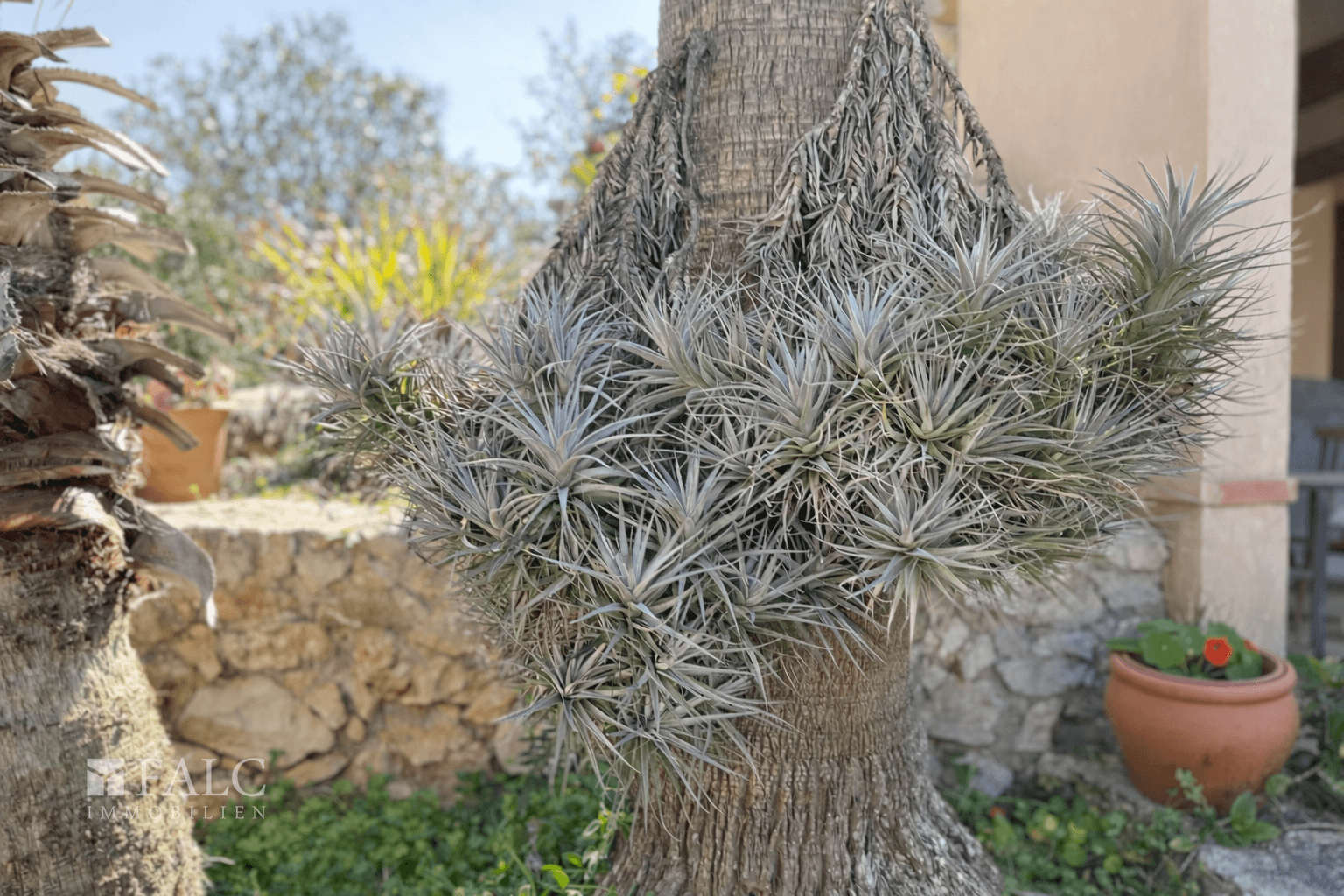 Luftpflanzen an Palmenstamm im Garten