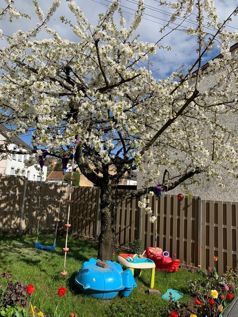 Wunderschöner Kirschbaum