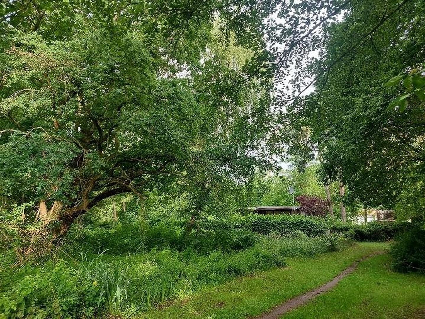 parkähnl. Baumbestand 