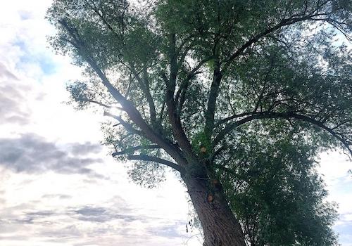 Uferbereich vor dem Grundstück